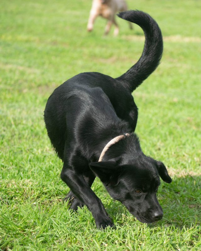 CRAPAA - Cães para adoção no mês de novembro