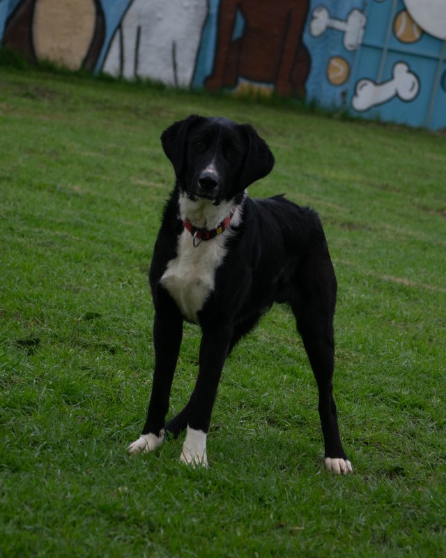 CRAPAA - Cães para adoção no mês de novembro