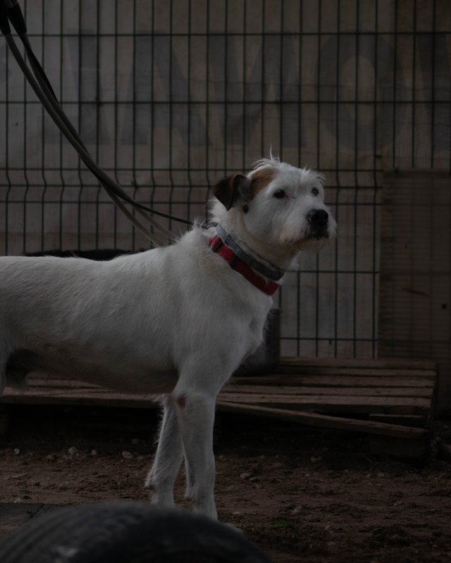 CRAPAA - Cães para adoção no mês de novembro