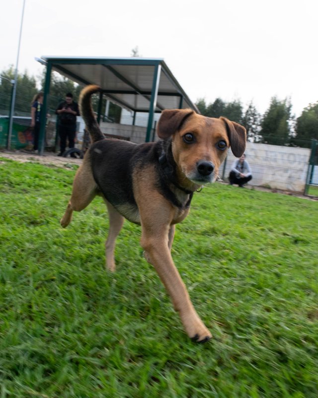 CRAPAA - Cães para adoção no mês de novembro