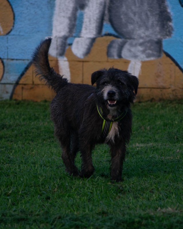 CRAPAA - Cães para adoção no mês de novembro