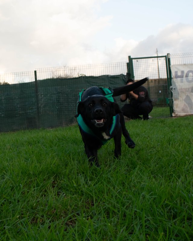 CRAPAA - Cães para adoção no mês de novembro