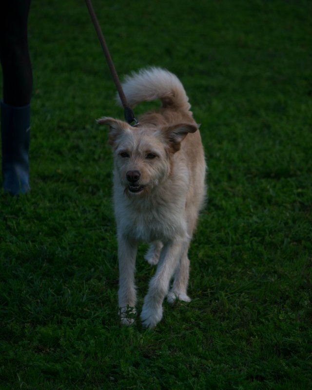 CRAPAA - Cães para adoção no mês de novembro