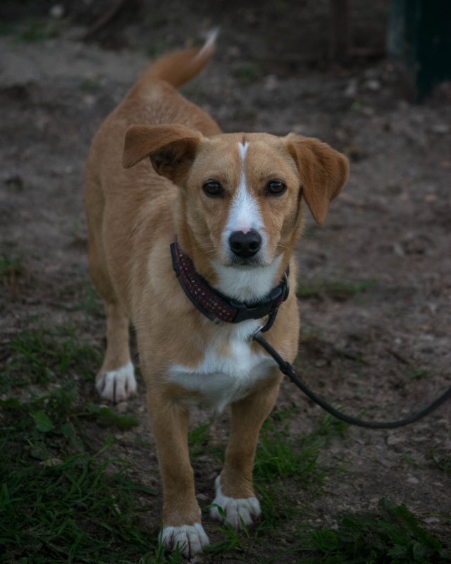 CRAPAA - Cães para adoção no mês de novembro