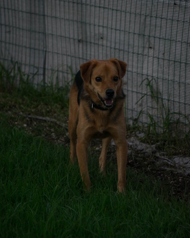 CRAPAA - Cães para adoção no mês de novembro