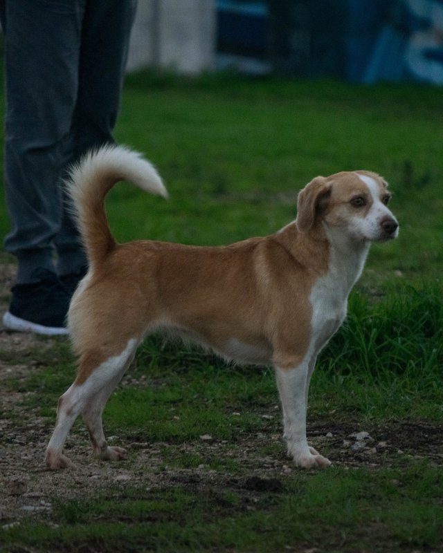 CRAPAA - Cães para adoção no mês de novembro