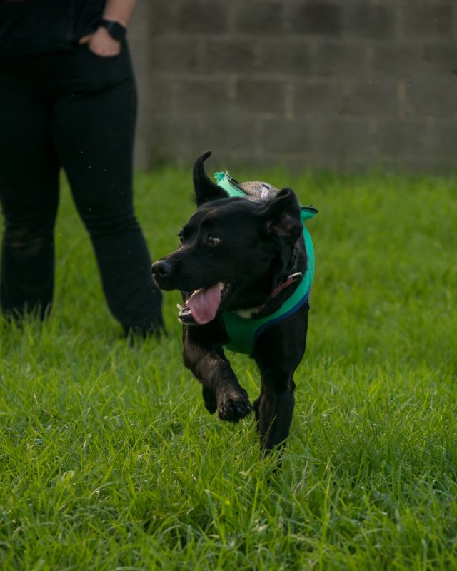 Animais de Estimação